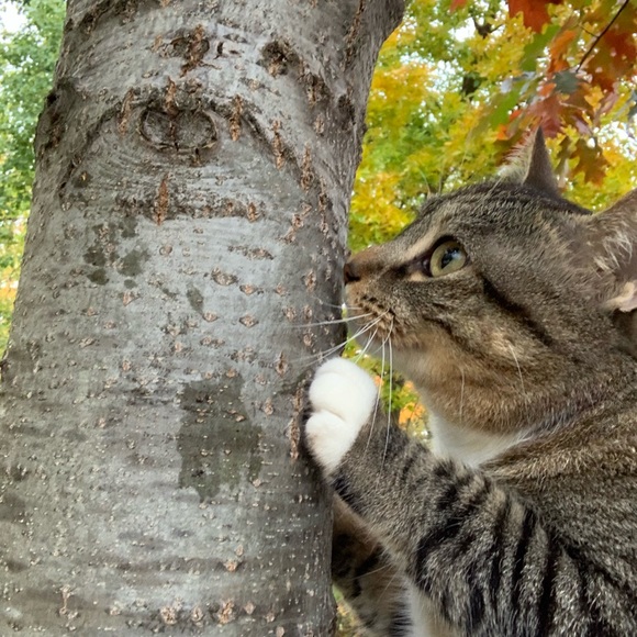 Meet your Posher, Rylee - Picture 1 of 1